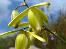 Albuca flaccida flower